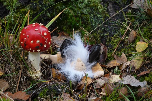 Fliegenpilz mit Wichtel ;-) | Foto: Uschi Dugulin