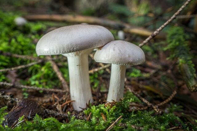 Foto: Urheberrechte  Gerhard Hölzel