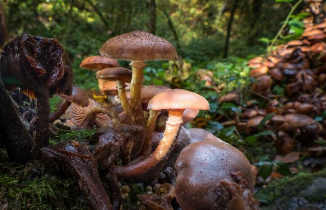 Foto: Urheberrechte  Gerhard Hölzel