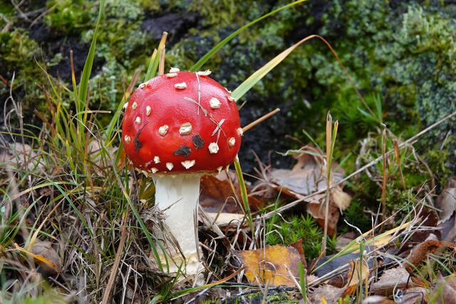 Fliegenpilz | Foto: Uschi Dugulin