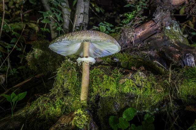 Foto: Urheberrechte  Gerhard Hölzel