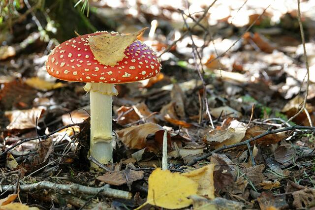 Fliegenpilz | Foto: Uschi Dugulin