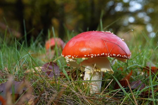 Fliegenpilz | Foto: Uschi Dugulin