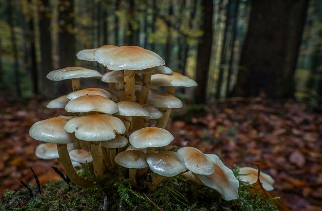 Foto: Urheberrechte  Gerhard Hölzel