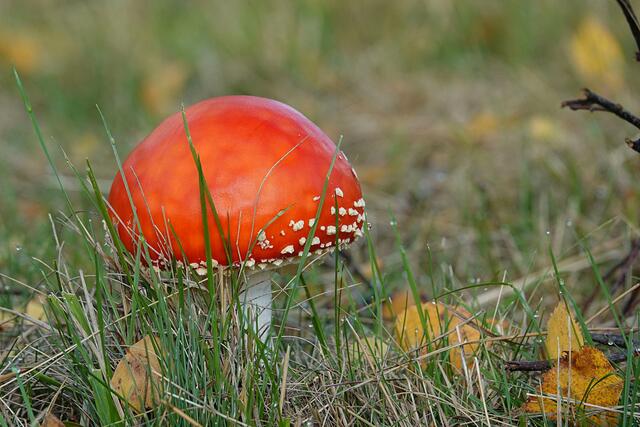 Fliegenpilz | Foto: Uschi Dugulin