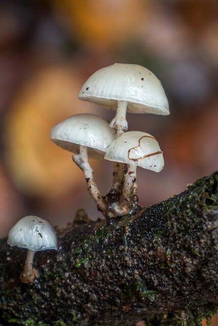 Foto: Urheberrechte  Gerhard Hölzel