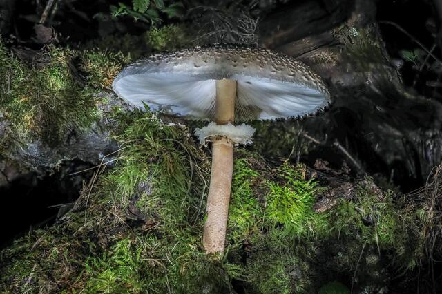 Foto: Urheberrechte  Gerhard Hölzel