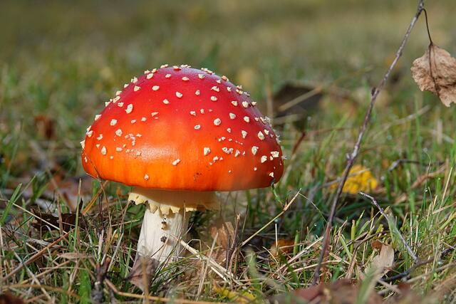 Fliegenpilz | Foto: Uschi Dugulin