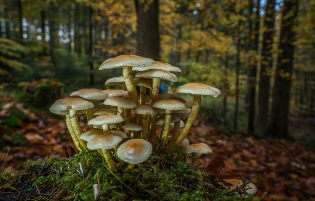 Foto: Urheberrechte  Gerhard Hölzel