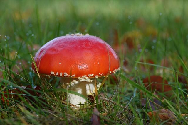 Fliegenpilz | Foto: Uschi Dugulin
