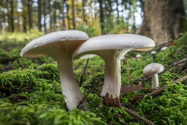 Foto: Urheberrechte  Gerhard Hölzel