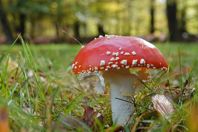 Fliegenpilz | Foto: Uschi Dugulin