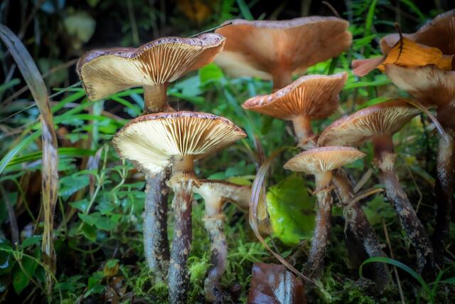 Foto: Urheberrechte  Gerhard Hölzel