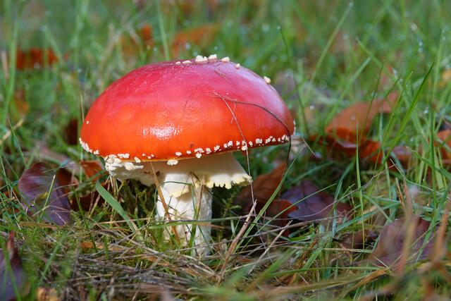 Fliegenpilz | Foto: Uschi Dugulin