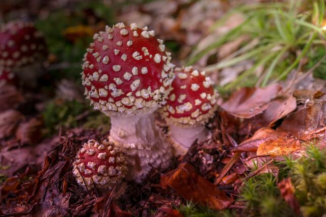 Foto: Urheberrechte  Gerhard Hölzel