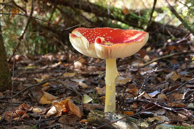 Fliegenpilz | Foto: Uschi Dugulin