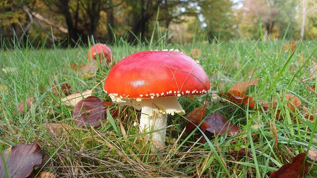 Fliegenpilz - Handyaufnahme | Foto: Uschi Dugulin