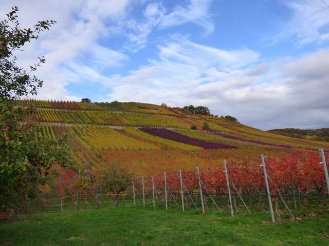 Weinberge bei Haberschlacht | Foto: Sigrid Schlottke