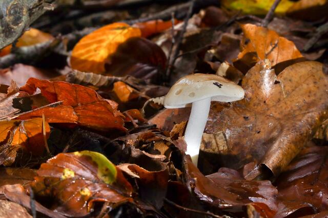 Junger Pilz hat es durch das Herbstlaub geschaft | Foto: Peter Rössler