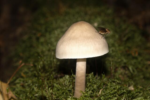 Pilz mit Insekte | Foto: Peter Rössler