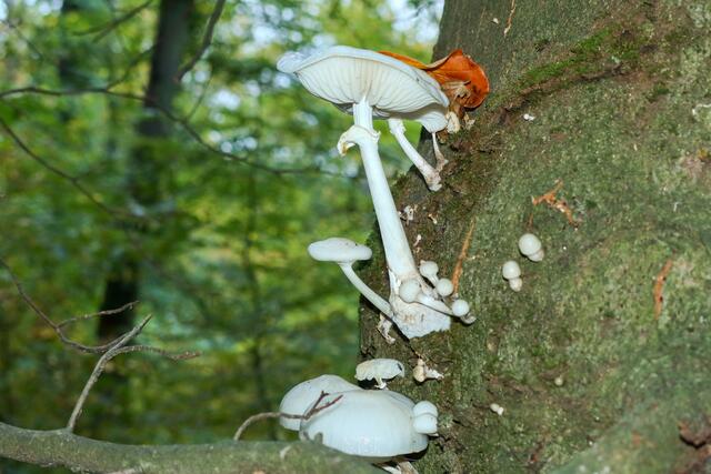 Pilz wächst am Baumstamm in ca. 2 m Höhe  | Foto: Peter Rössler