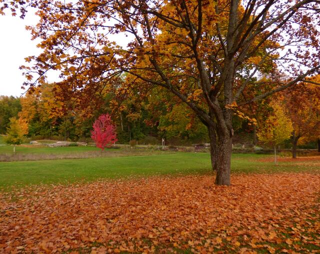 Herbst im Salinenpark | Foto: Sigrid Schlottke