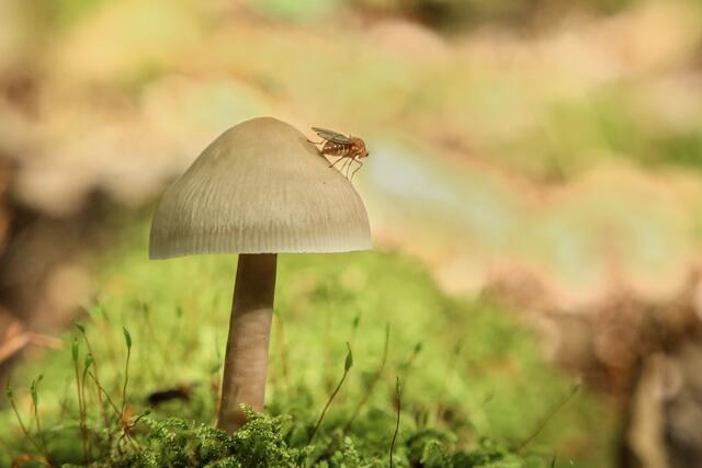 Pilz mit Fliege | Foto: Peter Rössler