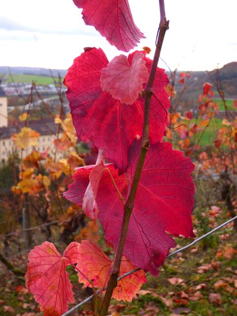 Knallrote Weinrebe im Wengert am Michaelsberg | Foto: Sigrid Schlottke