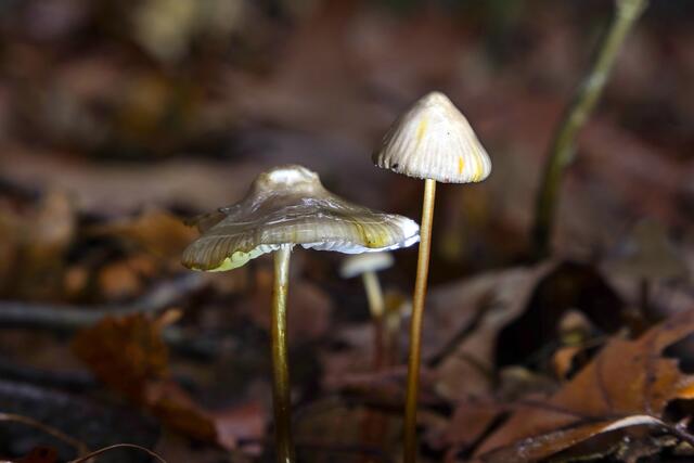 Pilz im herbstlichen Wald | Foto: Peter Rössler