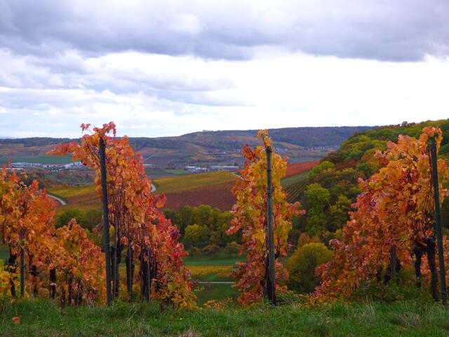 Weinberge über Haberschlacht | Foto: Sigrid Schlottke