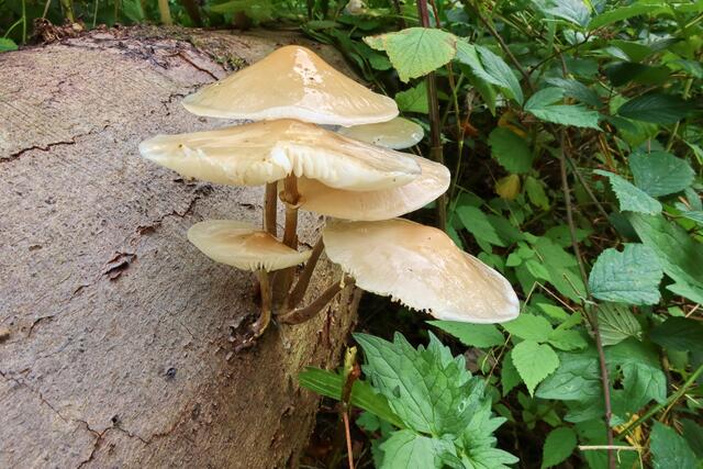 Pilze wachsen aus gefälltem Baumstamm | Foto: Peter Rössler