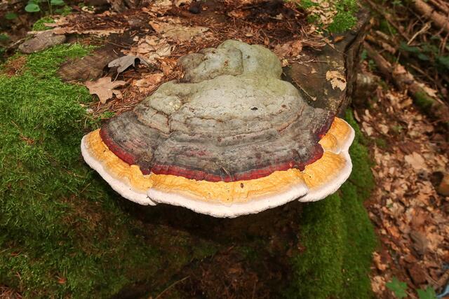 Farbenfroher Pilz am Baumstumpf | Foto: Peter Rössler