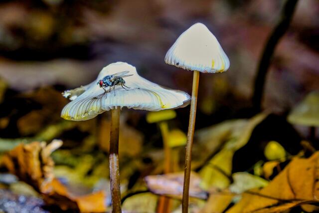 Pilz mit Fliege | Foto: Peter Rössler