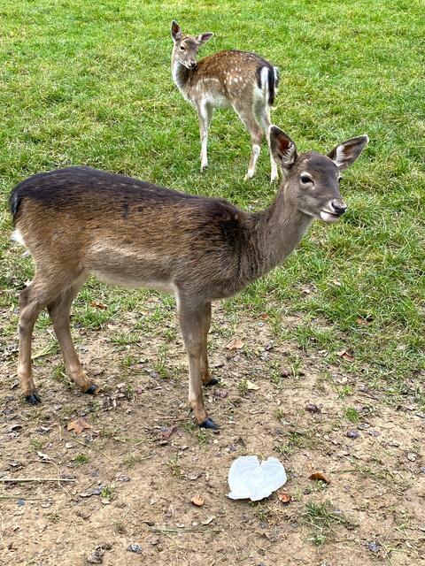 Foto: Heide Böllinger aus Bad Friedrichshall