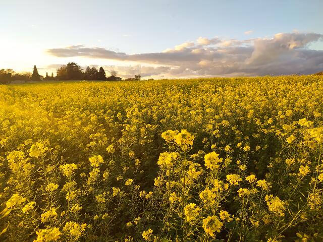 Auf dem Heimweg leuchten die Felder mit den gelben Senfpflanzen in der Abendsonne | Foto: Sigrid Schlottke