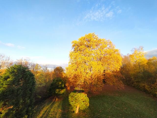 Blick vom Salinensteg auf einen großen leuchtenden Baum | Foto: Sigrid Schlottke