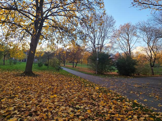Weiche Laubpolster liegen wie Teppiche auf den Wiesen | Foto: Sigrid Schlottke
