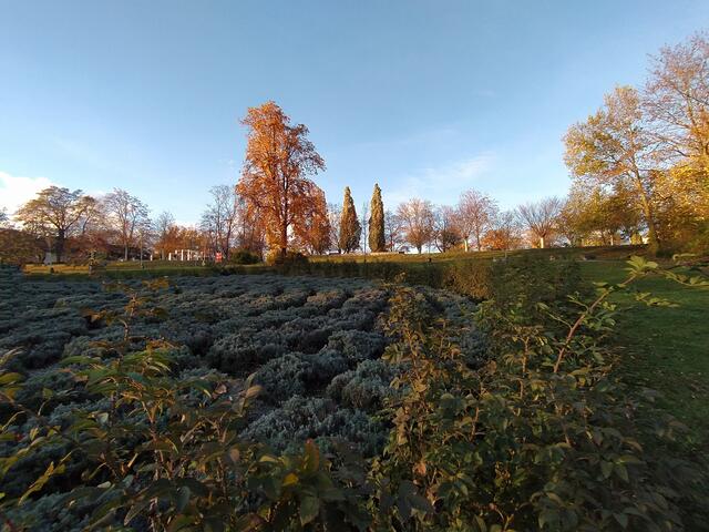Das Lavendellabyrinth  kommt langsam zur Ruhe | Foto: Sigrid Schlottke