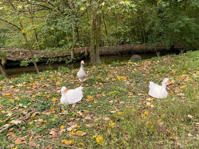 Foto: Heide Böllinger aus Bad Friedrichshall