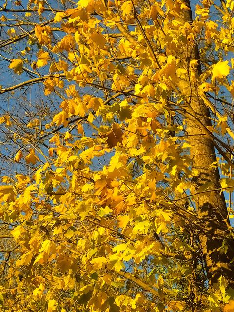 Ist das nicht herrlich? So strahlend gelb-golden leuchten die Blätter | Foto: Sigrid Schlottke
