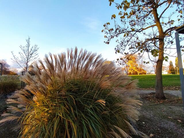 Die hohen Schmuckgräser sind wunderschön | Foto: Sigrid Schlottke