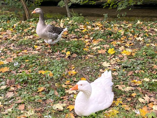 Foto: Heide Böllinger aus Bad Friedrichshall