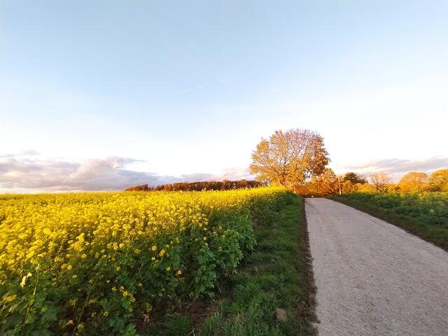 Und das ist mein Heimweg - eine Sinfonie aus gelb, grün und warmen Herbstfarben | Foto: Sigrid Schlottke