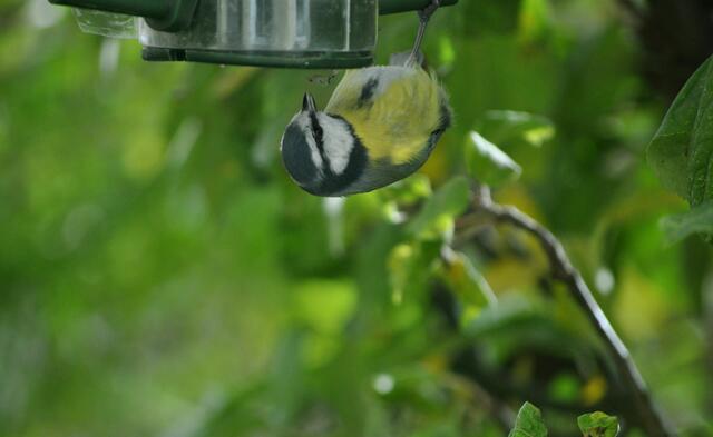 Kopfüber. Wahrscheinlich muss sie mal schauen ob es unter der Futterstelle auch was zu holen gibt. | Foto: Daniela Somers