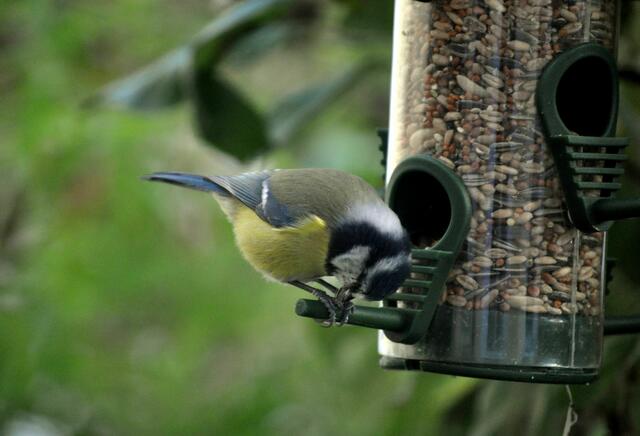 Das Körnchen muss noch geöffnet werden. | Foto: Daniela Somers