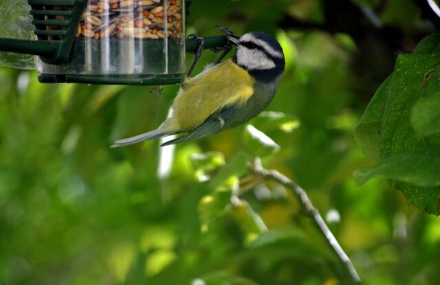 Klimmzug. Kein Problem für die Meise. | Foto: Daniela Somers