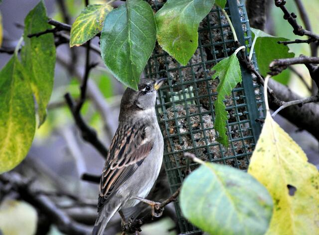 Spatz beim futtern | Foto: Daniela Somers