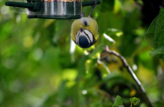 Vielleicht rutscht das Futter so besser runter :-)) | Foto: Daniela Somers
