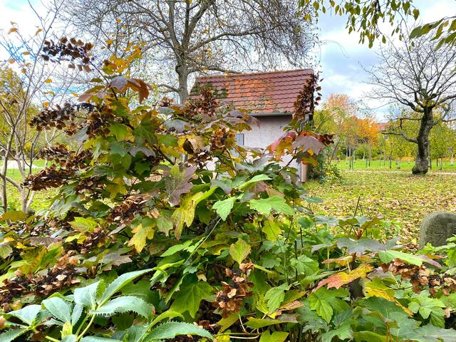 Foto: Heide Böllinger aus Bad Friedrichshall