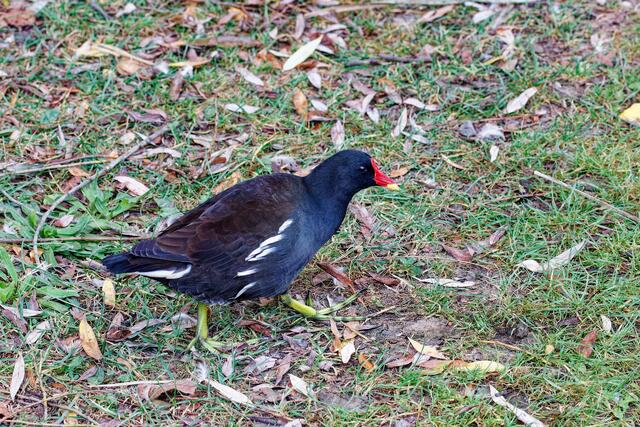 Mr. Punkfoot | Foto: WKY